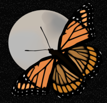 Butterfly_and_moon