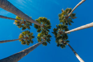 palm trees1